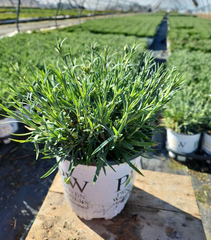 Dianthus hybrid Fruit Punch® Fruit Punch® Classic Coral