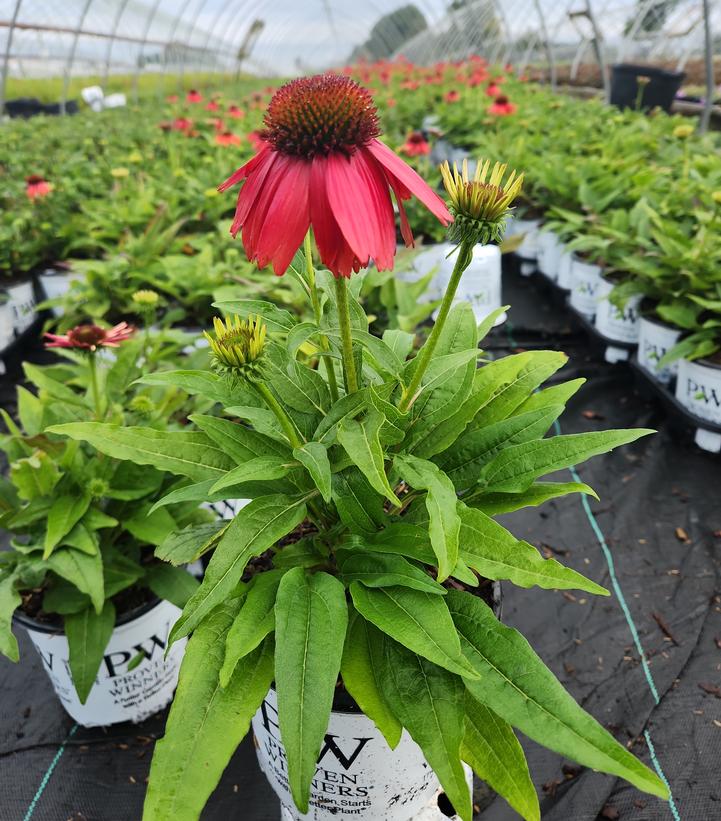 Echinacea purpurea SUMMERSONG™ Firefinch™