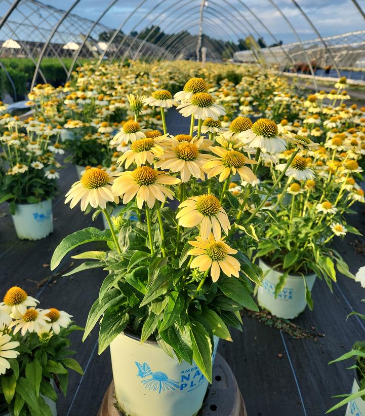 Echinacea purpurea 'Mellow Yellows'