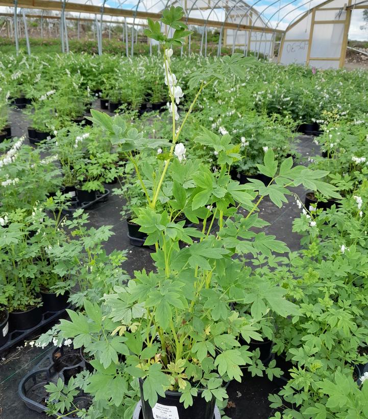 Dicentra spectabilis 'Alba'