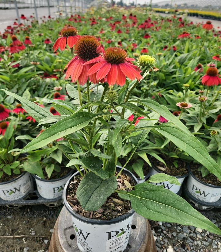 Echinacea purpurea SUMMERSONG™ Firefinch™