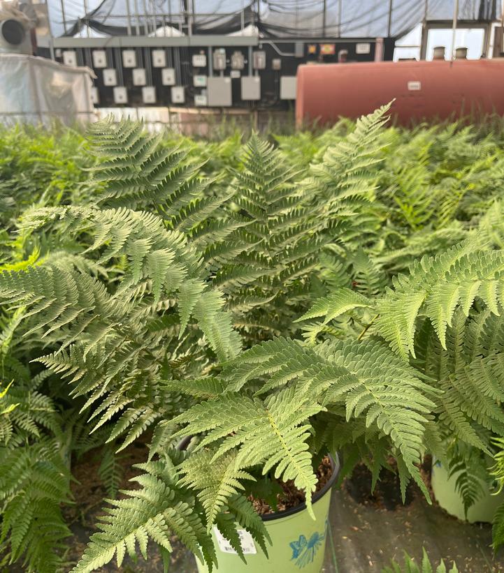 Dryopteris marginalis 