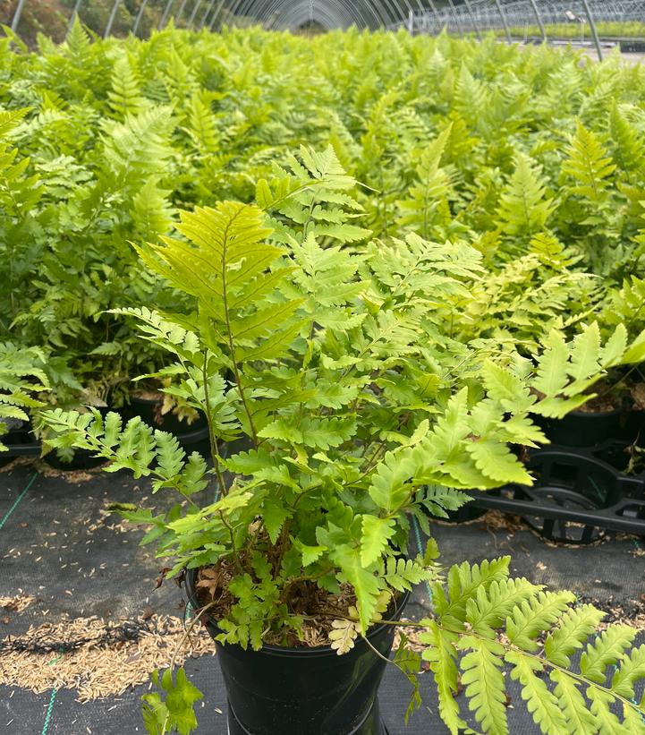 Dryopteris x australis - Dixie Wood