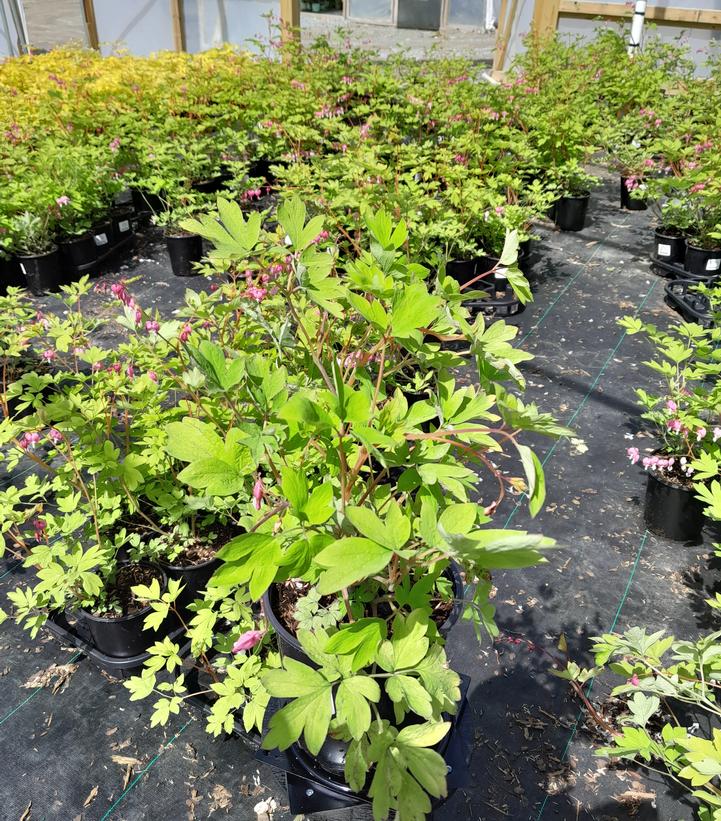 Dicentra spectabilis 'Gold Heart'