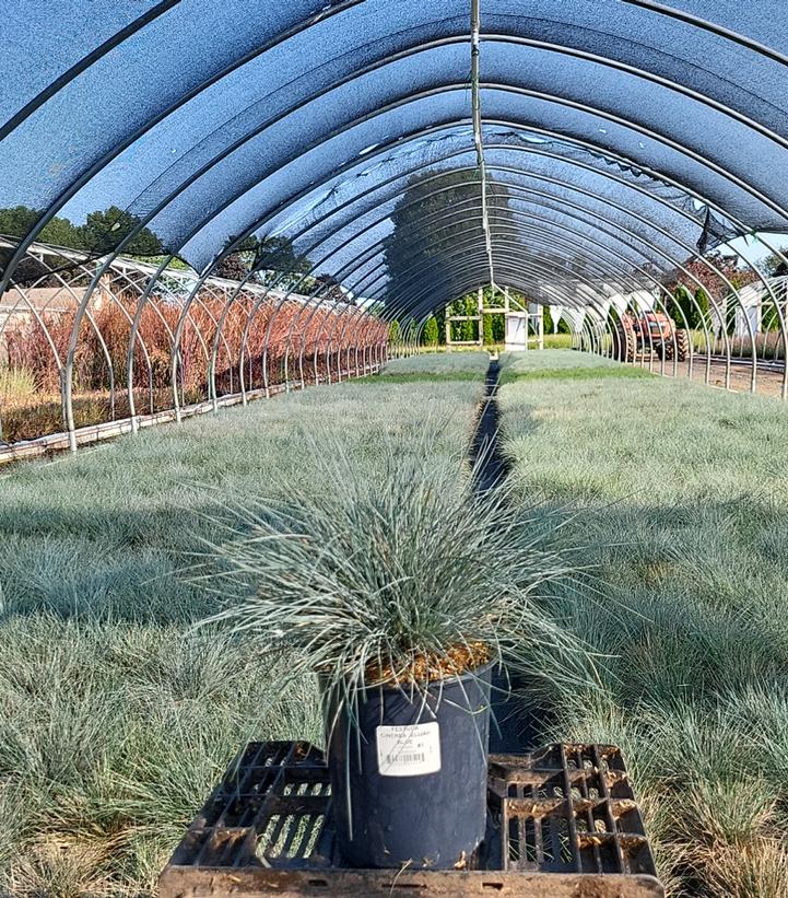 Festuca cinerca Elijah Blue