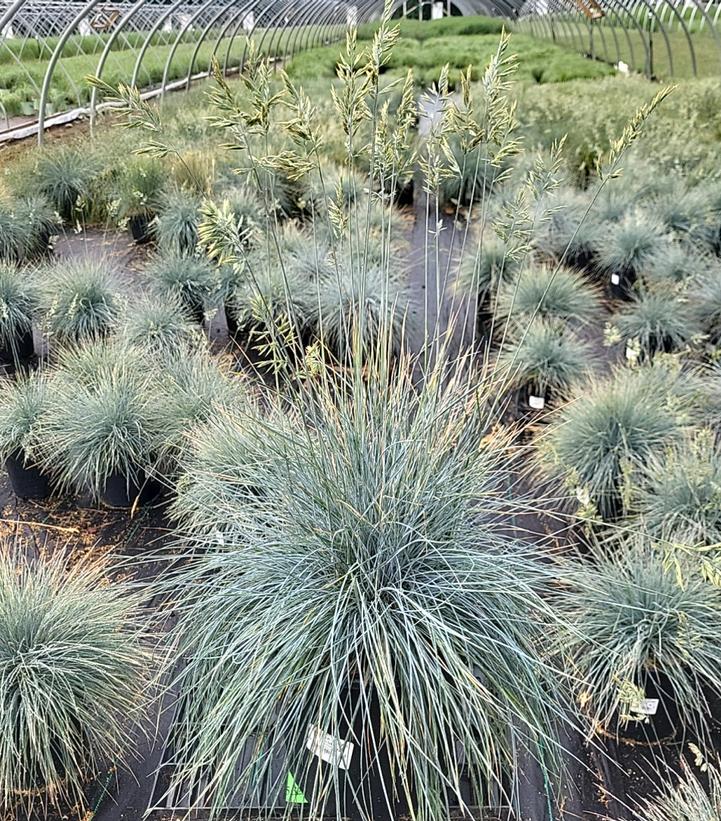 Festuca cinerca Elijah Blue