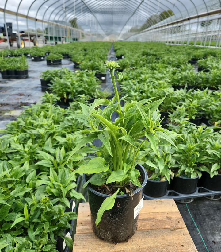 Echinacea Pow Wow® White