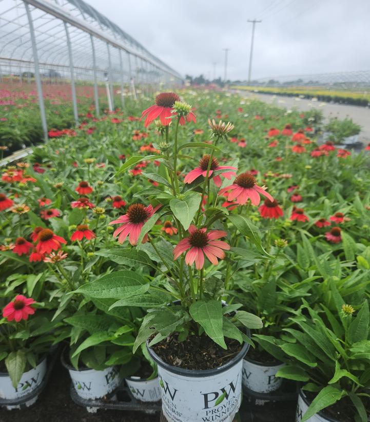 Echinacea purpurea SUMMERSONG™ Firefinch™