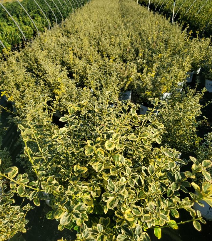 Euonymus f. Gold Splash®