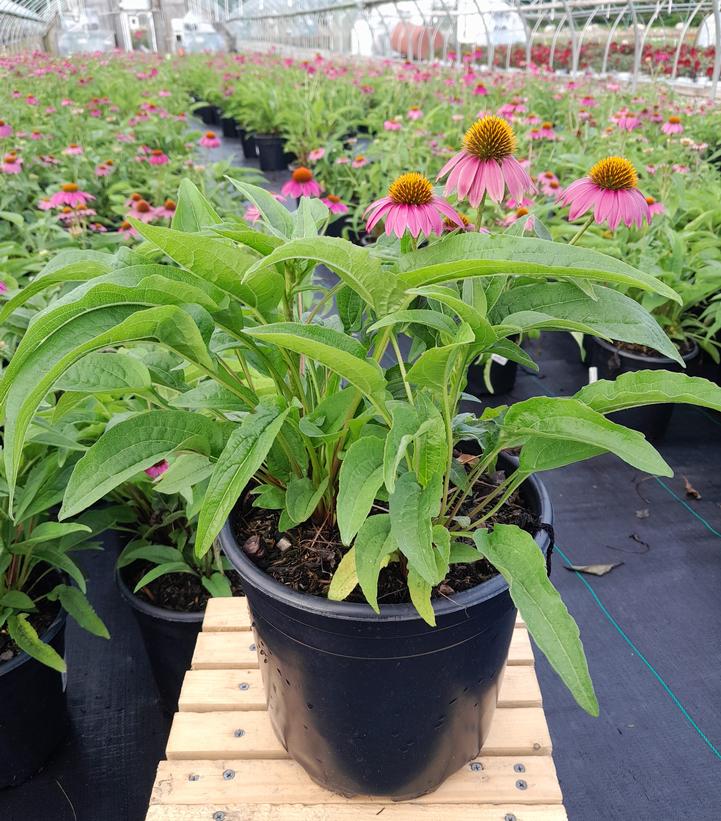 Echinacea Pow Wow® Wildberry