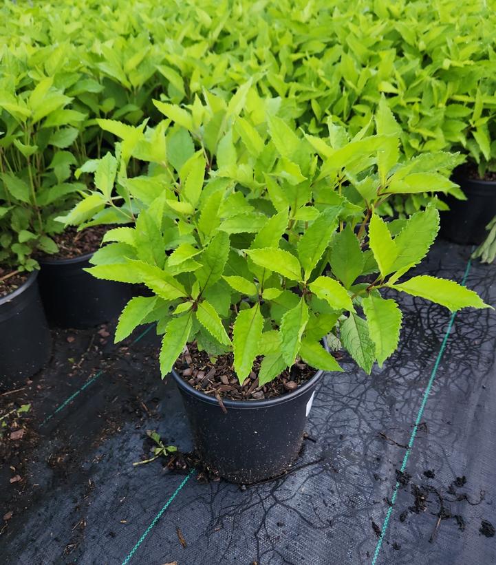 Eupatorium maculatum Gateway