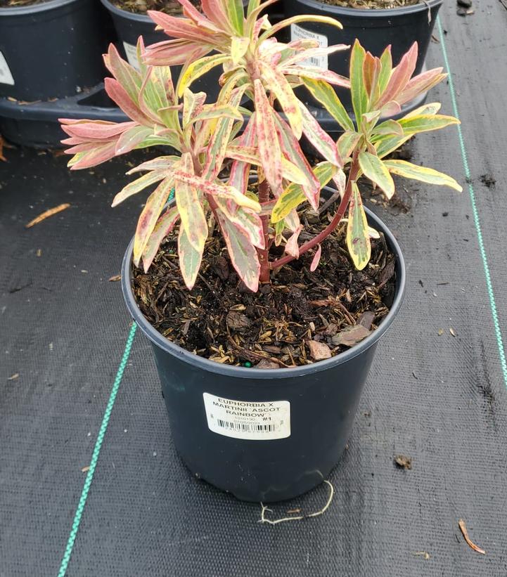 Euphorbia x martinii 'Ascot Rainbow'