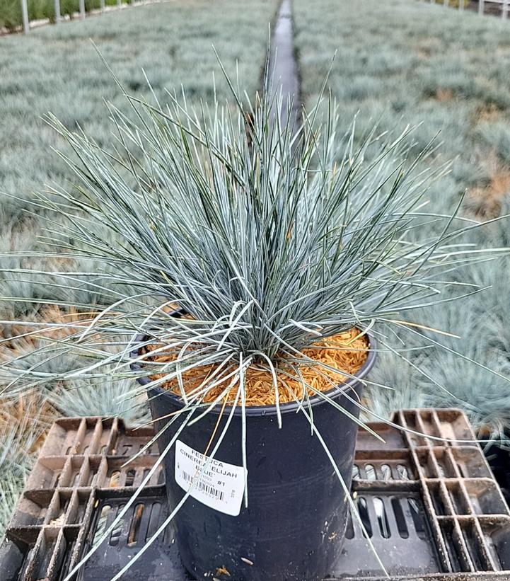 Festuca cinerca Elijah Blue