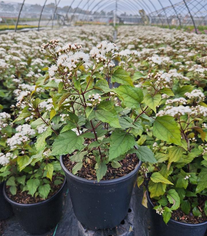 Eupatorium rugosum Chocolate