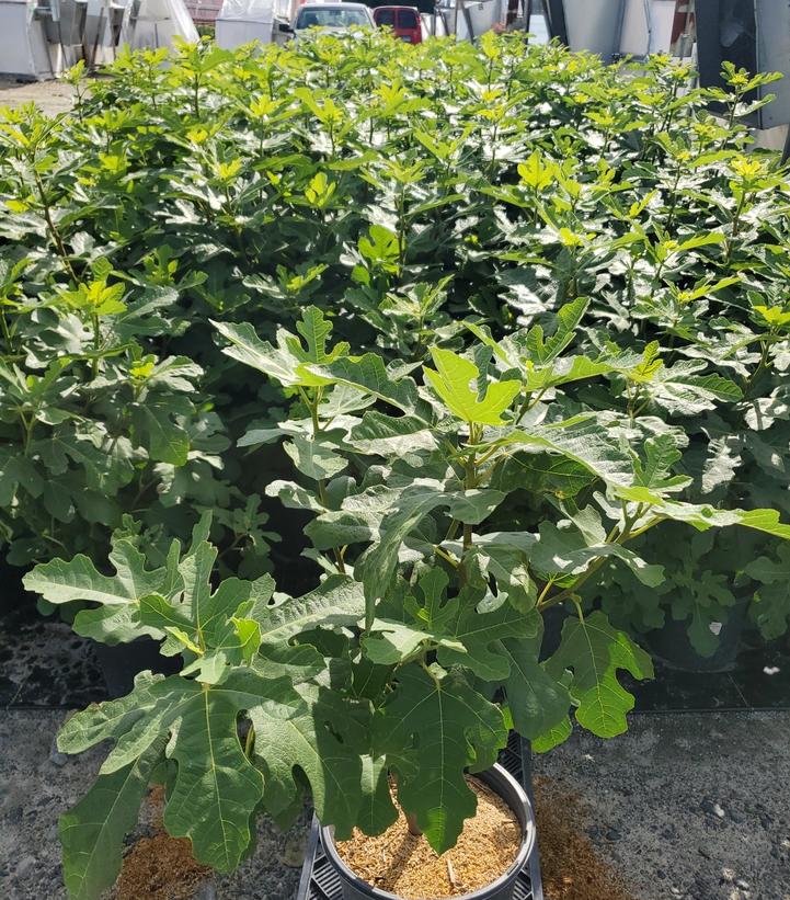 Ficus Bensonhurst Purple