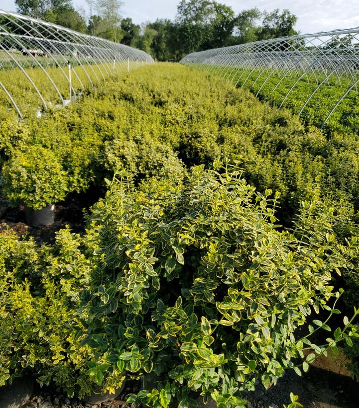 Euonymus f. 'Emerald 'n' Gold'