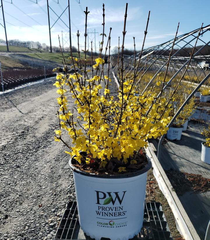 Forsythia Show Off®