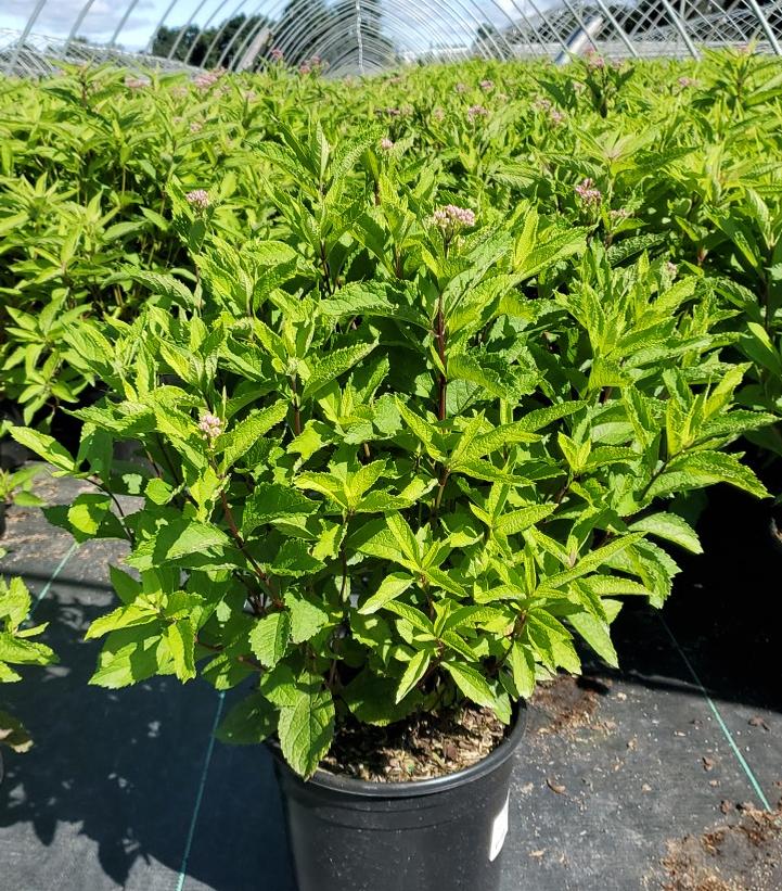 Eupatorium dubium 'Baby Joe'