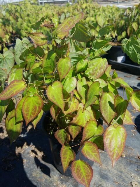 Epimedium X rubrum