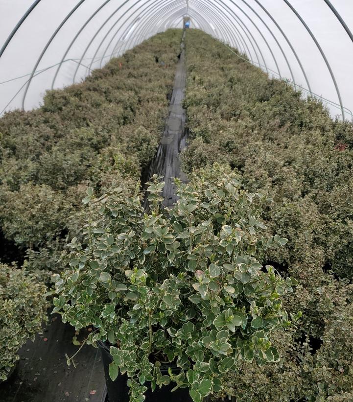 Euonymus fortunei 'Emerald Gaiety'