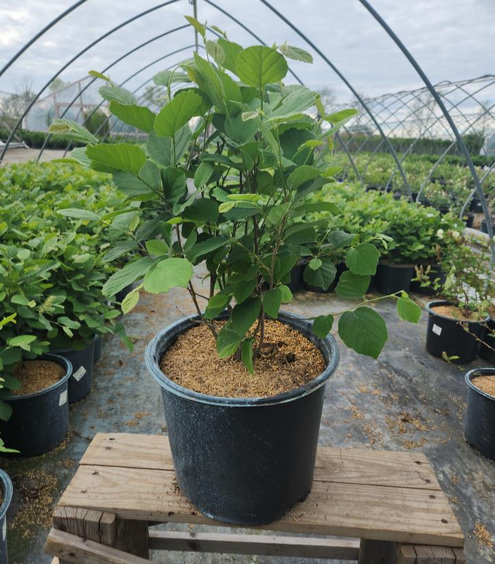 Fothergilla gardenii 