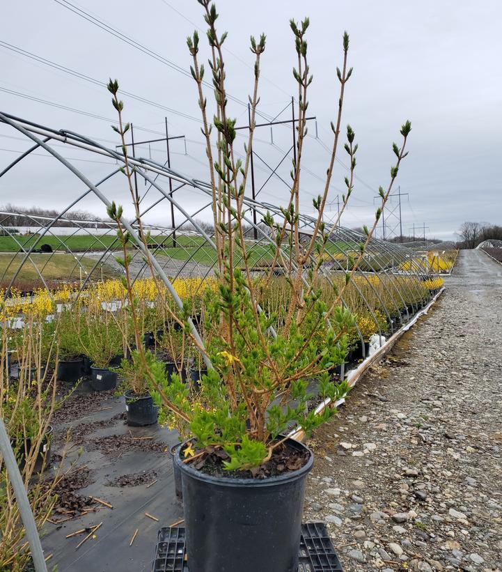 Forsythia 'Northern Gold'