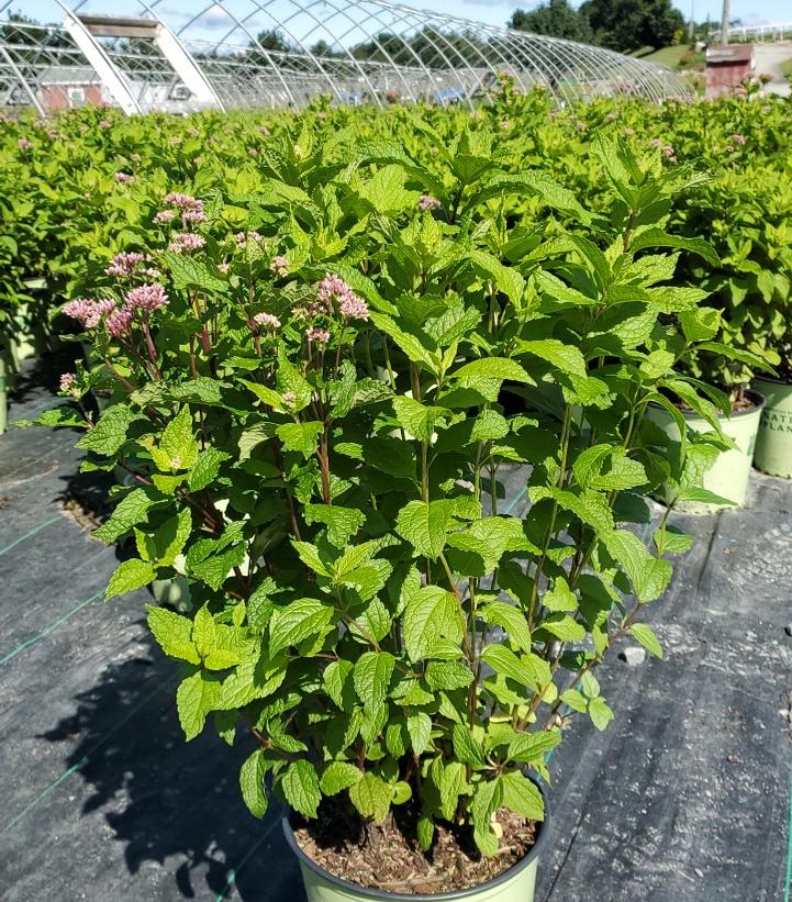 Eupatorium dubium Little Joe