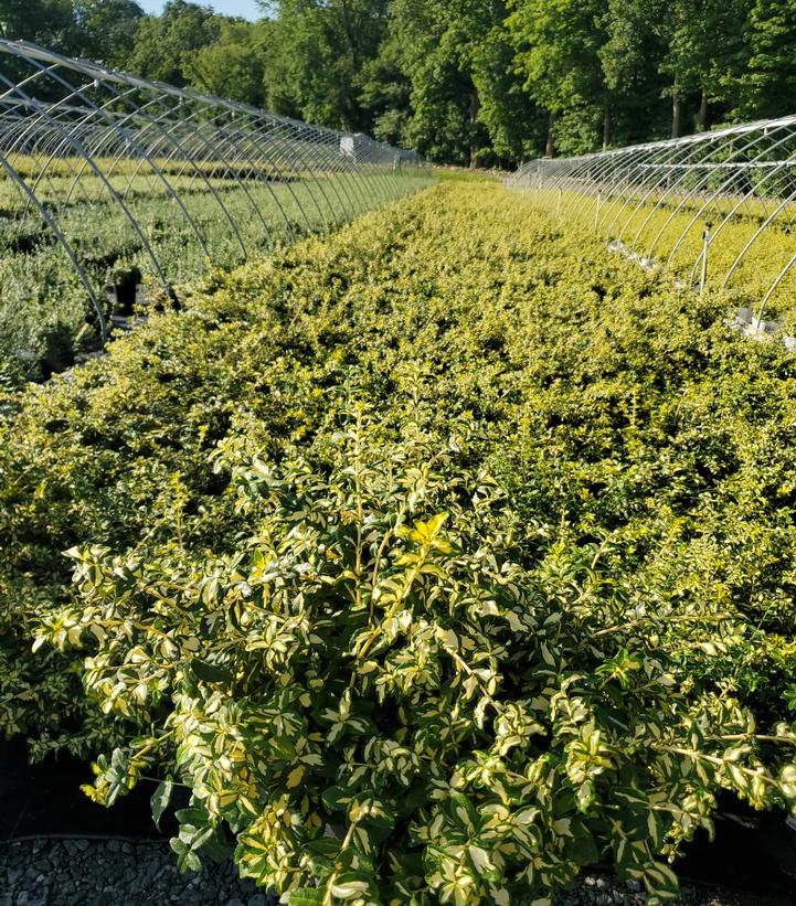 Euonymus fortunei 'Moonshadow'