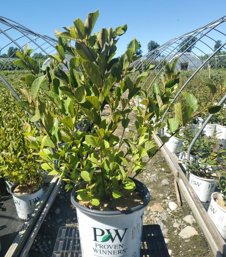 Fothergilla x intermedia Legend Of The Small®