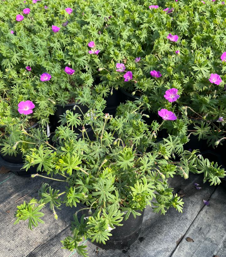 Geranium sanguineum New Hampshire