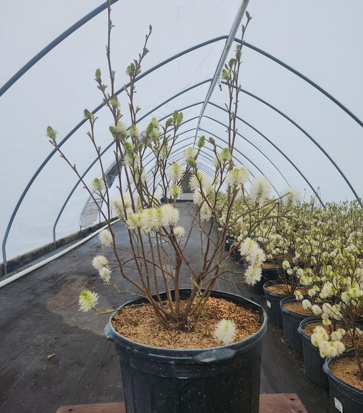 Fothergilla major 'Mount Airy'