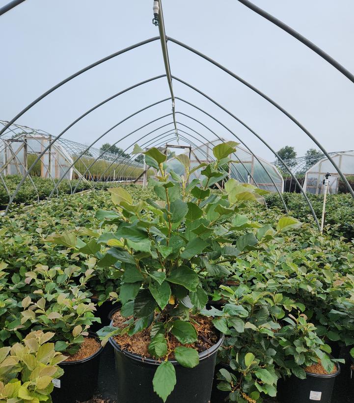 Fothergilla gardenii 