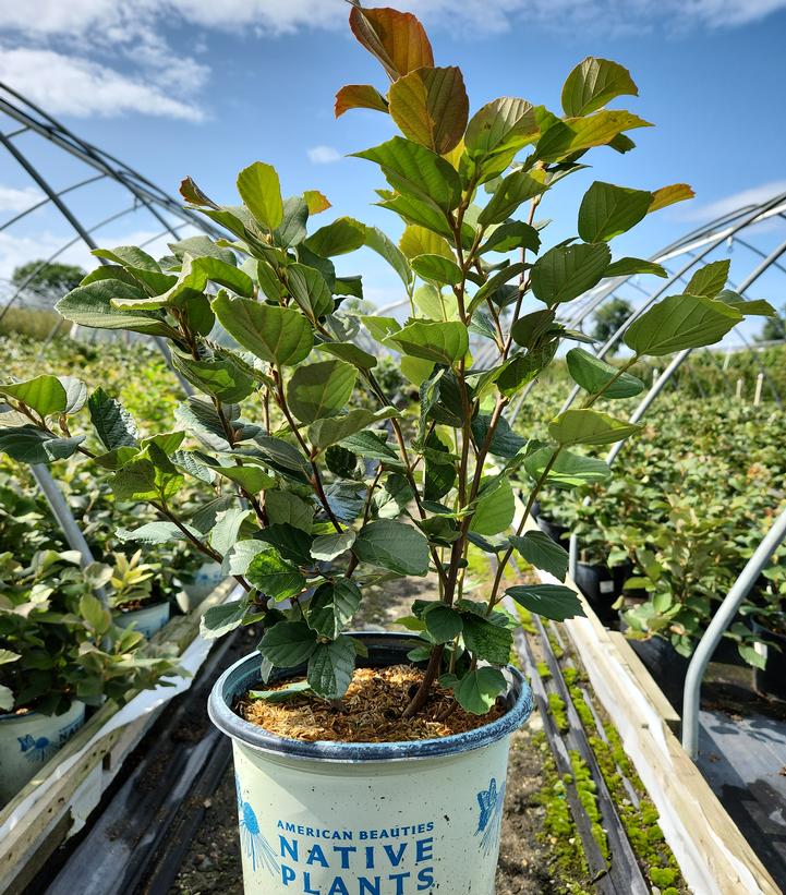 Fothergilla major 'Mount Airy'