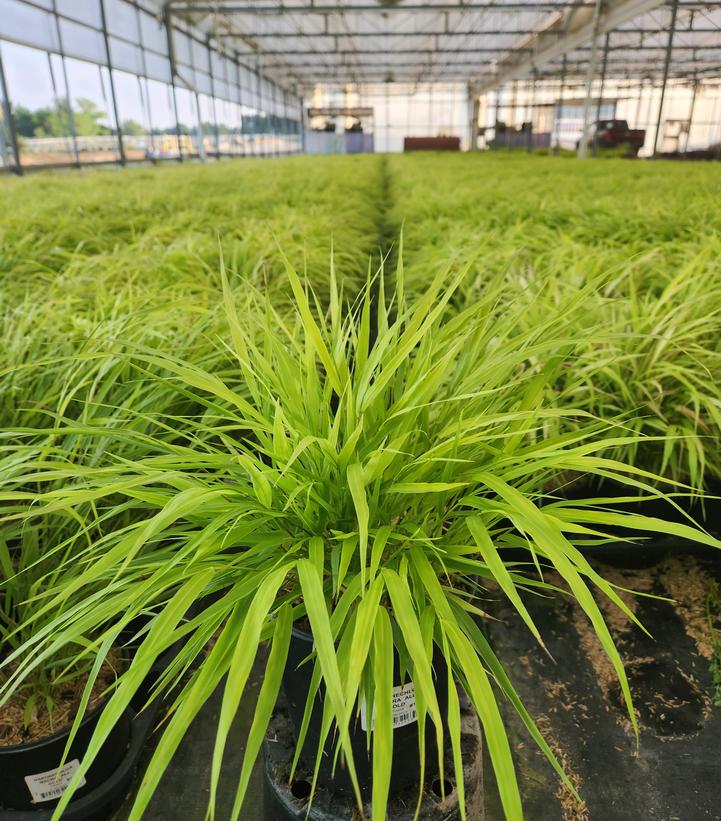 Hakonechloa macra 'All Gold'