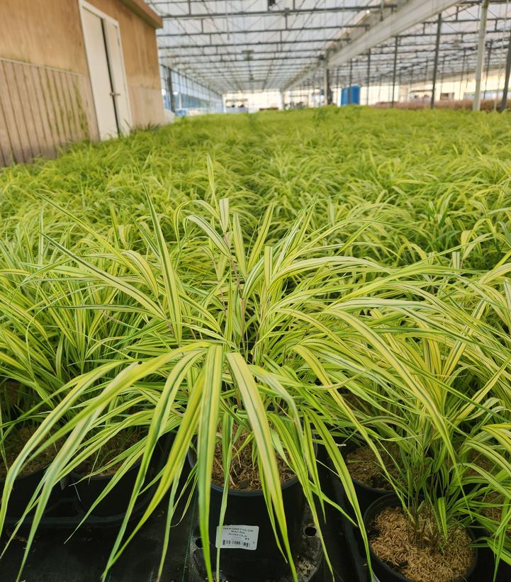 Hakonechloa macra 'Aureola'