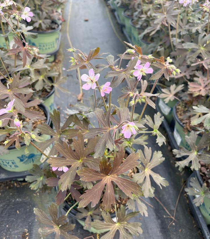 Geranium maculatum Espresso