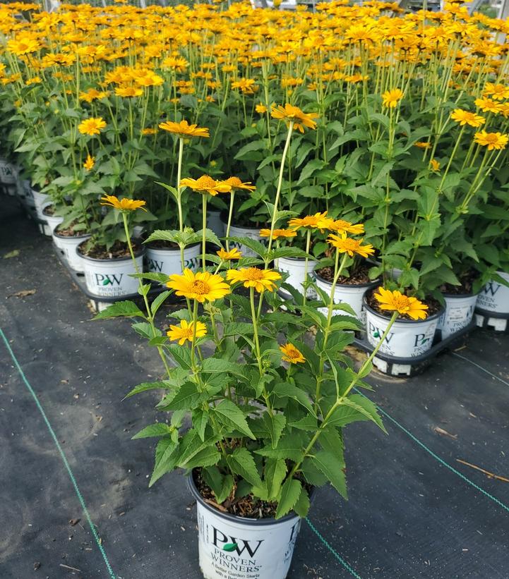 Heliopsis Tuscan Sun