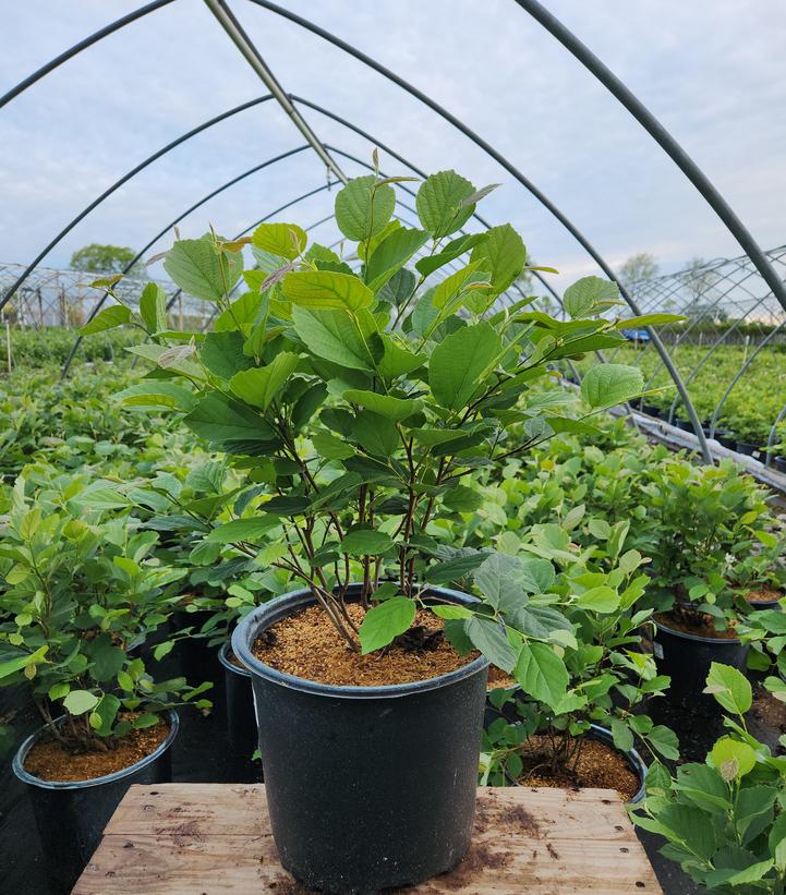 Fothergilla major 'Mount Airy'