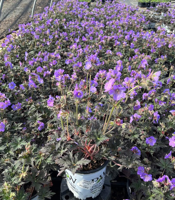 Geranium pratense 'Boom Chocolatta'