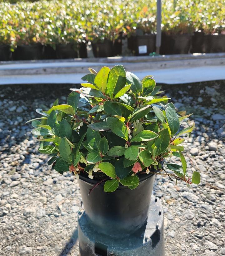 Gaultheria procumbens 'Winter Fiesta'