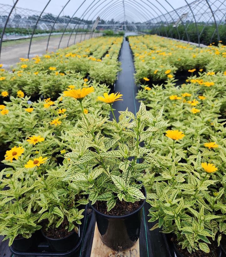 Heliopsis h. Sunstruck