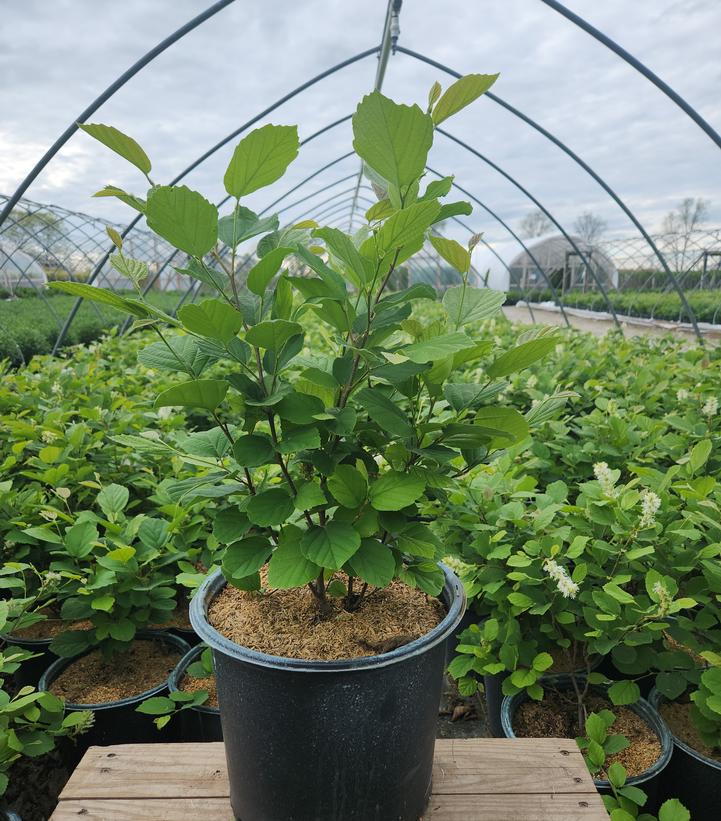 Fothergilla gardenii 