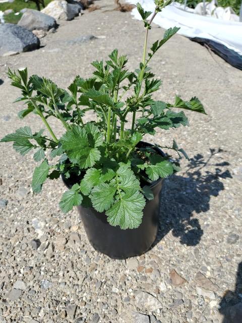 Geum Totally Tangerine™