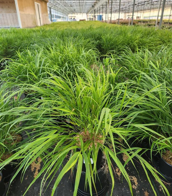 Hakonechloa macra 