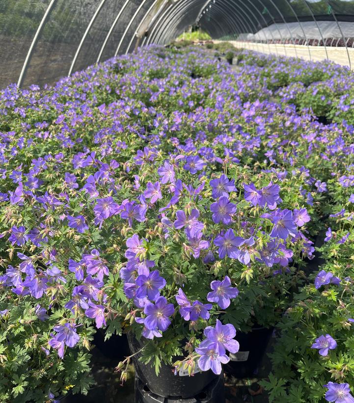 Geranium 'Johnson's Blue'