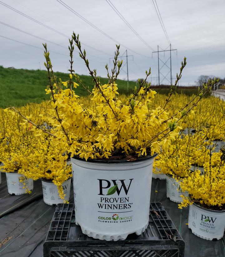 Forsythia X Show Off® Starlet