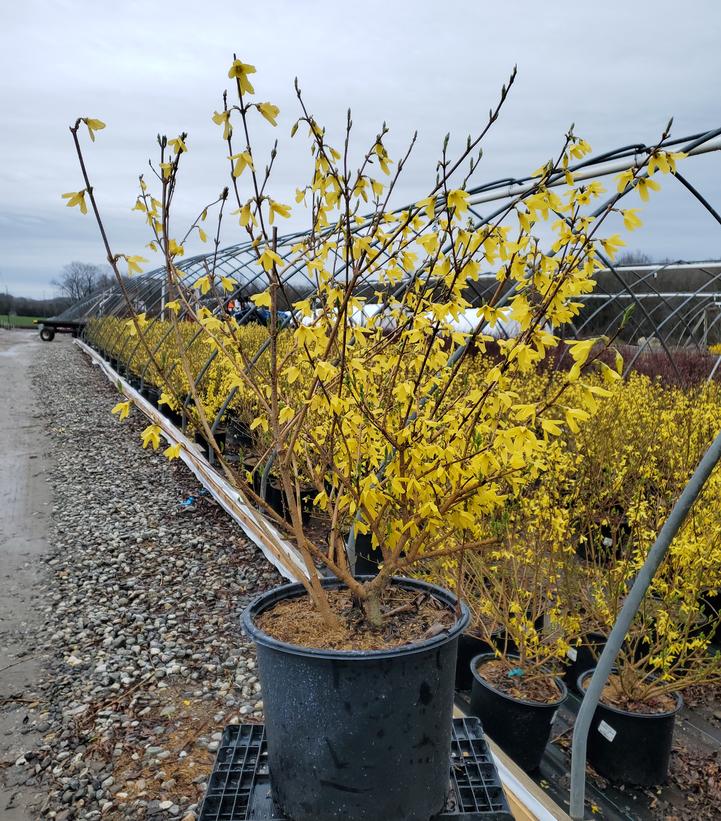 Forsythia X intermedia 'Lynwood Gold'