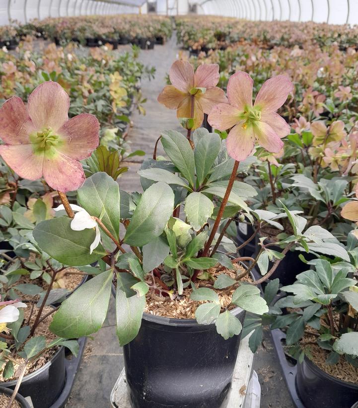 Helleborus niger HGC Jacob