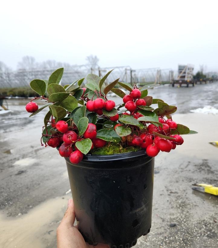 Gaultheria procumbens 