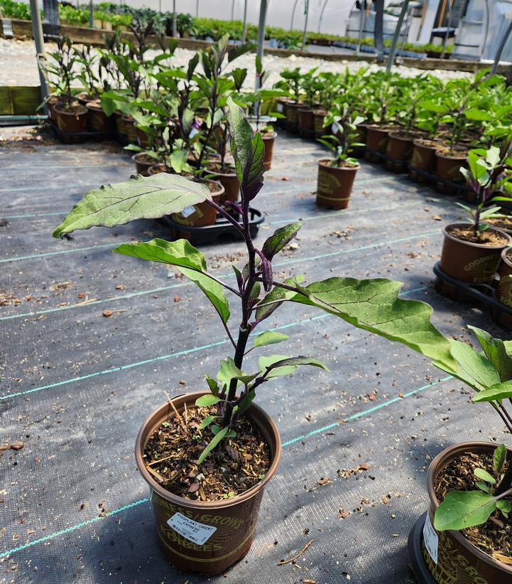 Eggplant 'Orient Express'